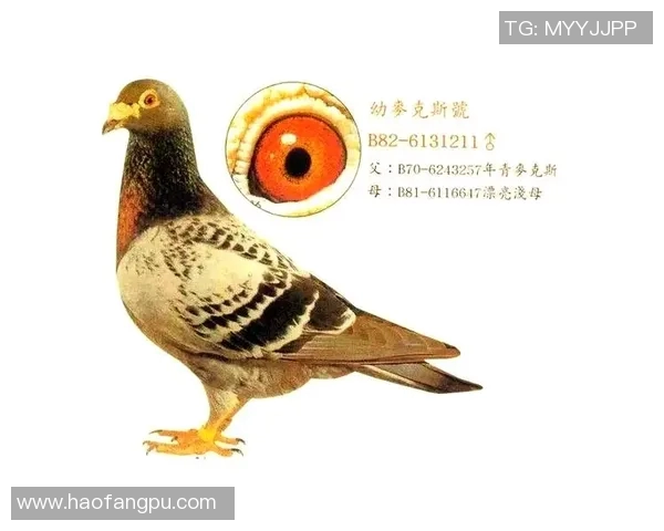 达喀尔足球球星崛起之路：从贫困街头到国际赛场的传奇旅程